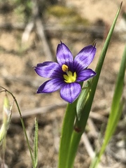 Sisyrinchium montanum