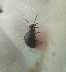 Meloe rugosus