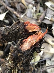 Phanerochaete sanguinea