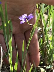 Sisyrinchium montanum