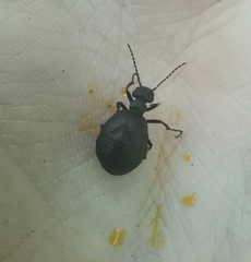 Meloe rugosus