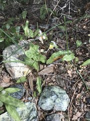 Erythronium multiscapideum