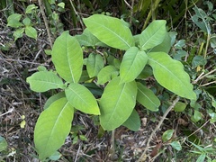 Palicourea pubescens