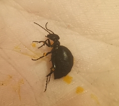 Meloe rugosus