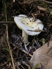 Russula stuntzii