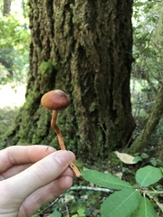 Cortinarius californicus
