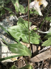Erythronium multiscapideum