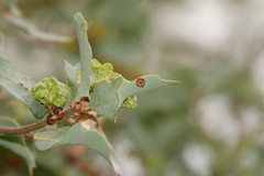 Quercus × alvordiana