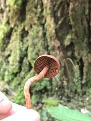 Cortinarius californicus