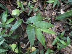 Ichnanthus pallens