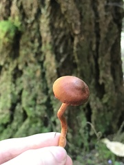 Cortinarius californicus