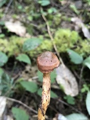 Cortinarius smithii