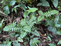 Adiantum latifolium