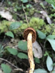 Cortinarius smithii