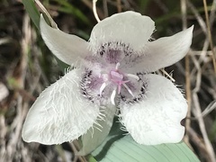 Calochortus tolmiei