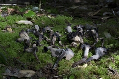 Craterellus calicornucopioides