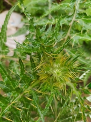 Galactites mutabilis