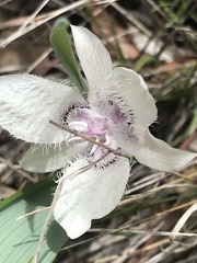 Calochortus tolmiei