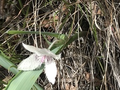 Calochortus tolmiei