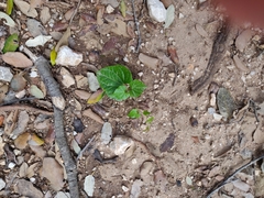 Aristolochia tyrrhena