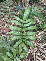 Goniopteris tetragona