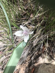 Calochortus tolmiei