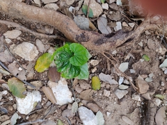 Aristolochia tyrrhena