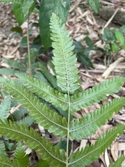Goniopteris tetragona