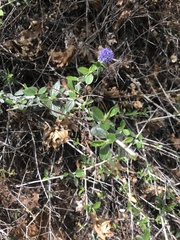 Ceanothus lemmonii