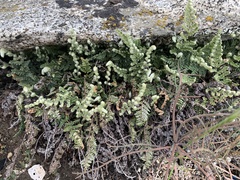 Myriopteris intertexta