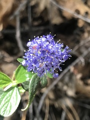 Ceanothus lemmonii