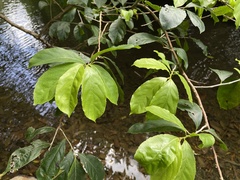 Casearia guianensis