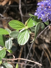 Ceanothus lemmonii