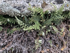 Myriopteris intertexta