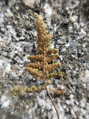 Myriopteris intertexta