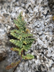 Myriopteris intertexta