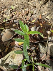 Tripogandra serrulata