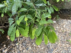 Annona montana