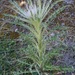 Leafy Thistle - Photo (c) Jennifer Ackerfield, some rights reserved (CC BY-NC), uploaded by Jennifer Ackerfield