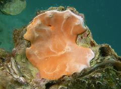 Didemnum pseudofulgens