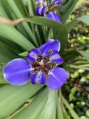 Trimezia coerulea