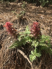 Pedicularis densiflora