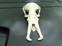 Platypus photo 3