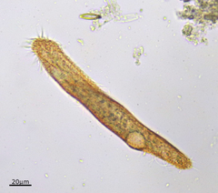 Urostylida