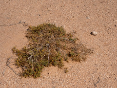Tetraena cylindrifolia
