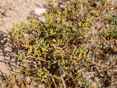 Tetraena cylindrifolia