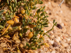 Tetraena cylindrifolia