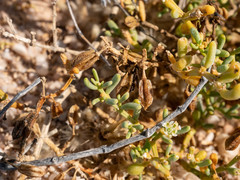 Tetraena cylindrifolia