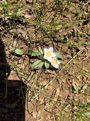 Hesperochiron pumilus