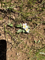 Hesperochiron pumilus